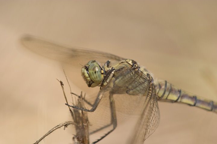 identificazione libellula